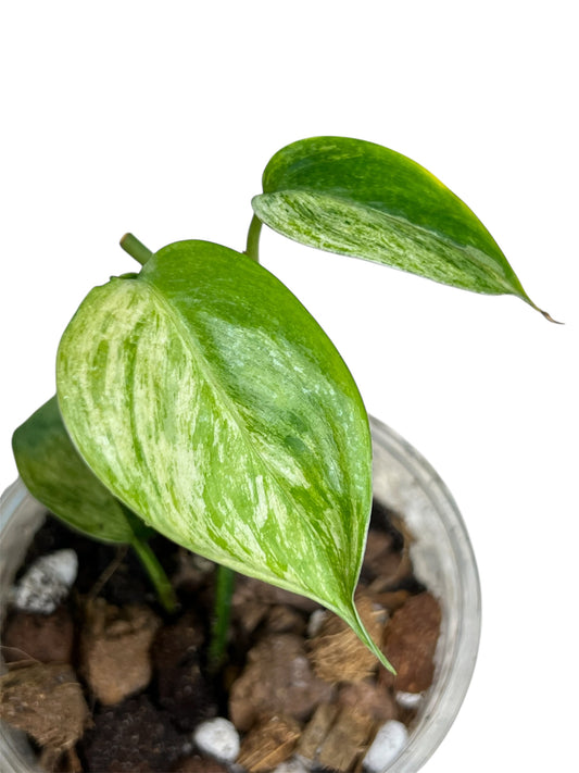 Scindapsus Blue Albo Salaka Mint