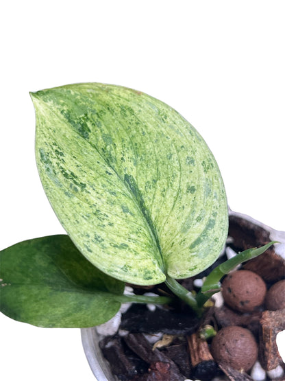 Scindapsus Treubii Mint