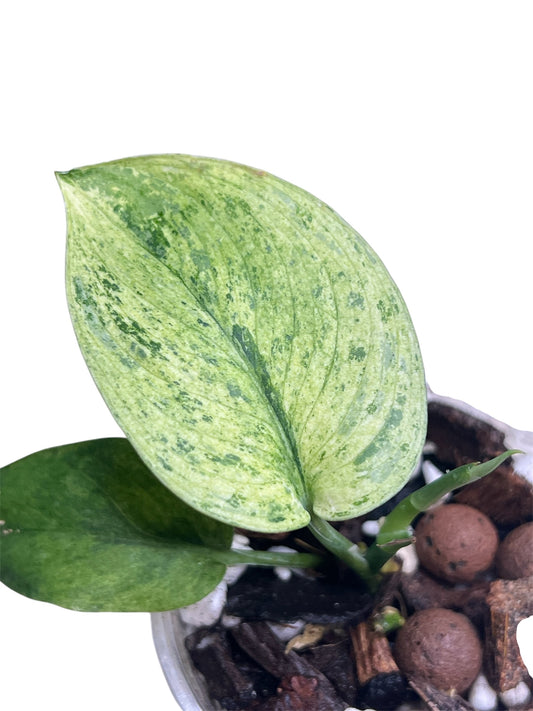 Scindapsus Treubii Mint