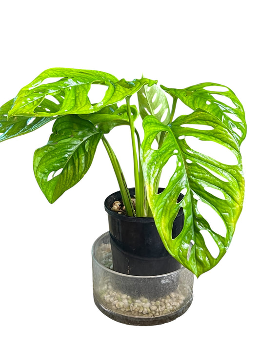 Monstera Monkey Mask - Huge leaves