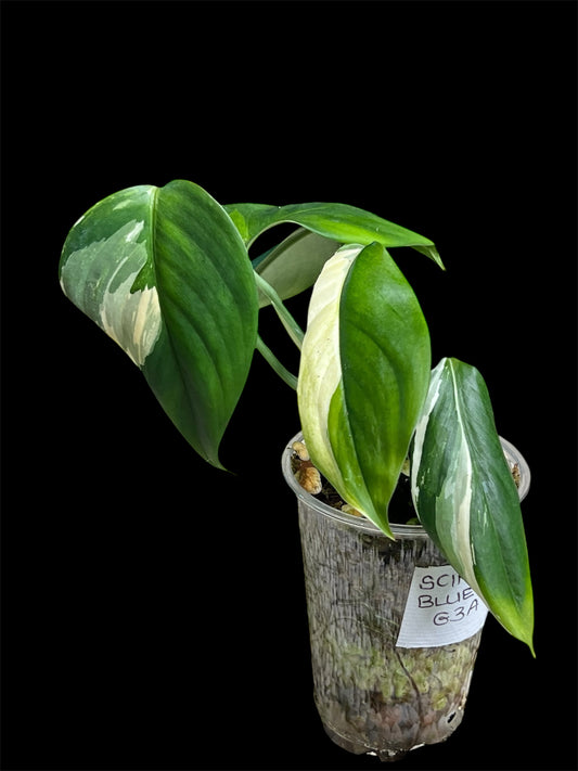 Scindapsus Blue Albo