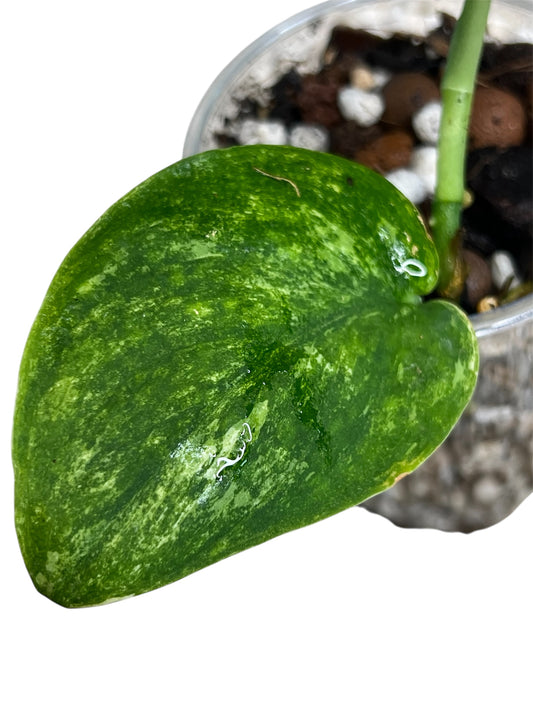 Scindapsus Mangurai