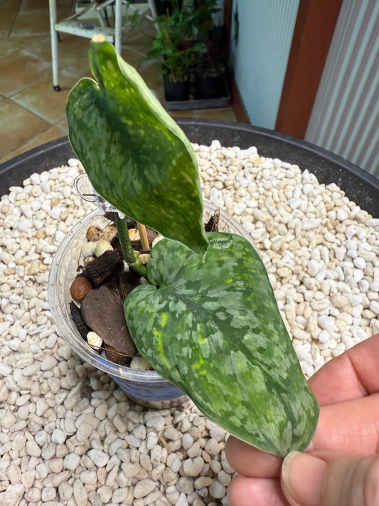 Scindapsus Leopard spot
