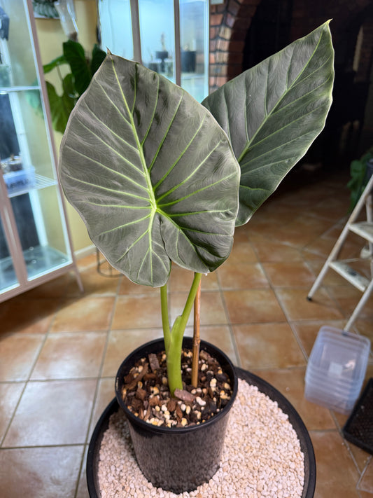 Alocasia Regale Shield