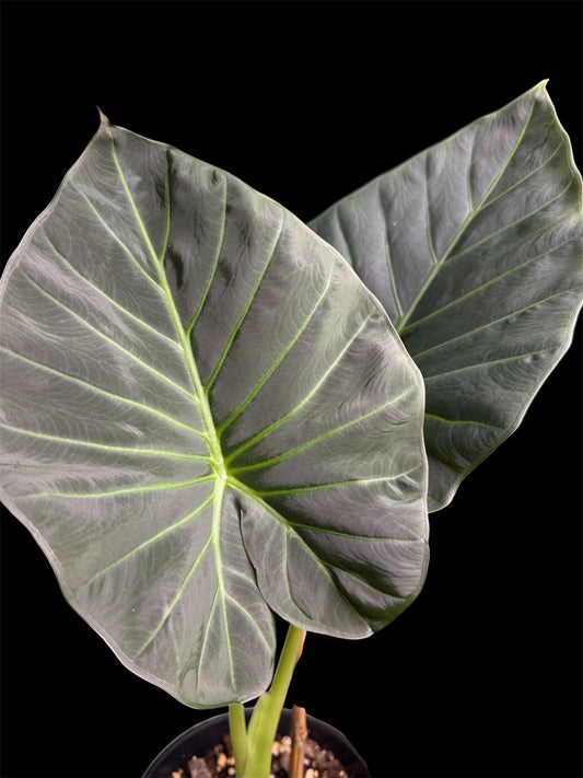 Alocasia Regale Shield
