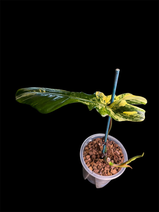 Philodendron Bobcee