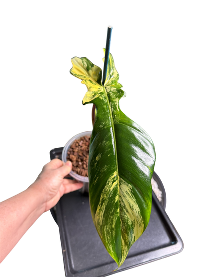 Philodendron Bobcee