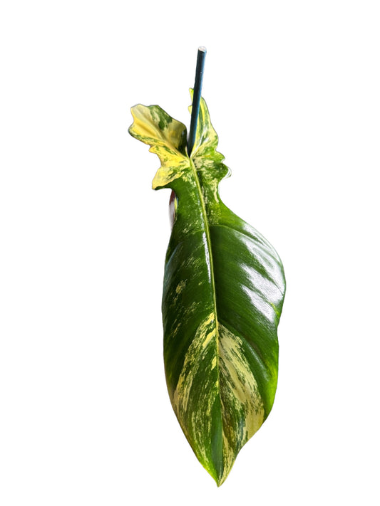 Philodendron Bobcee