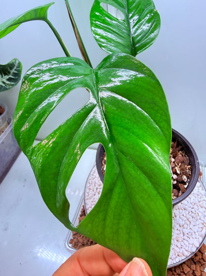 Rhaphidophora Pertusa - RP2