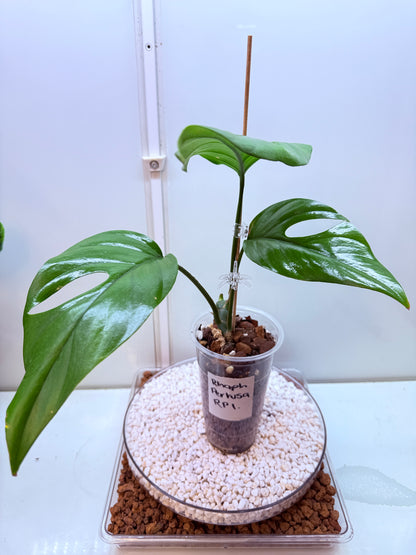 Rhaphidophora Pertusa - RP1