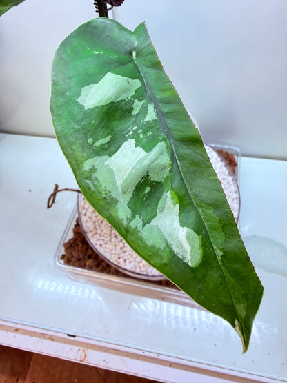 Syngonium Chiapense Variegated  - SVC 2
