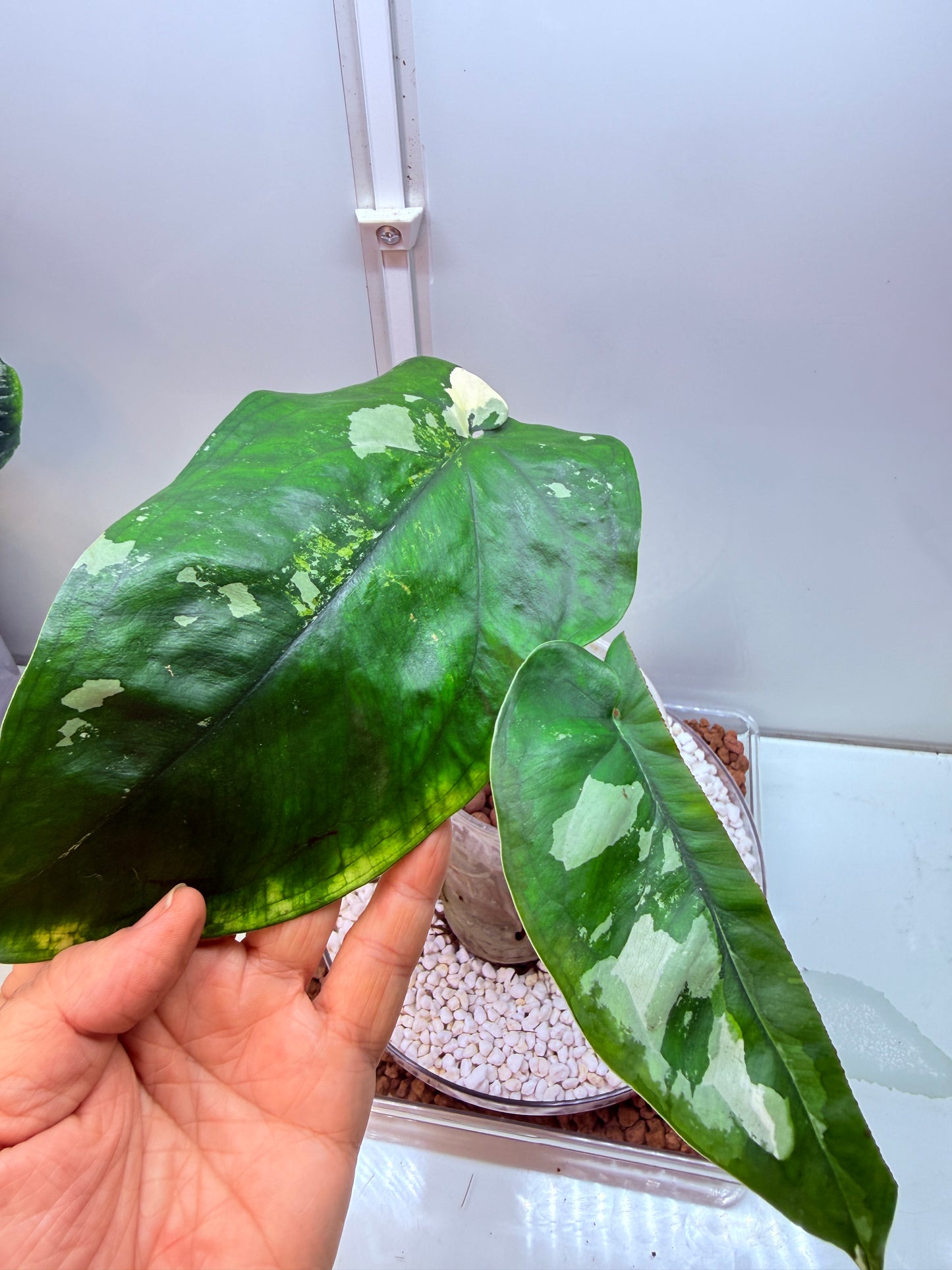 Syngonium Chiapense Variegated  - SVC 2
