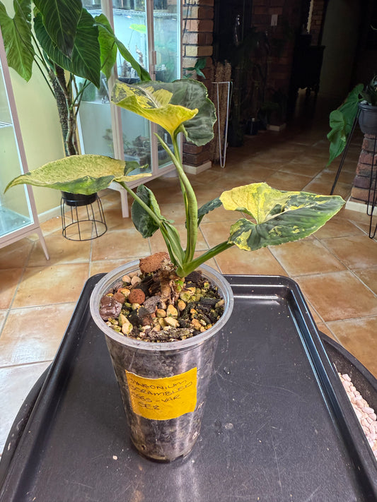 Syngonium Scrambled Eggs