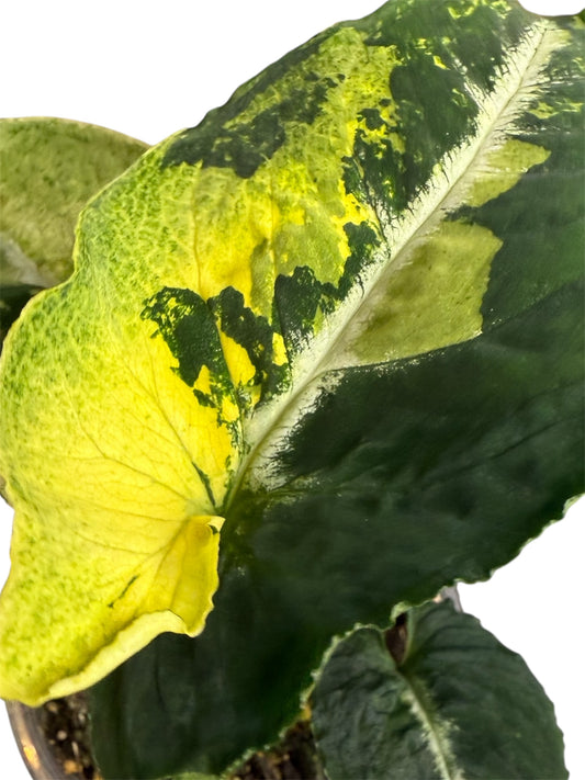 Syngonium Scrambled Eggs