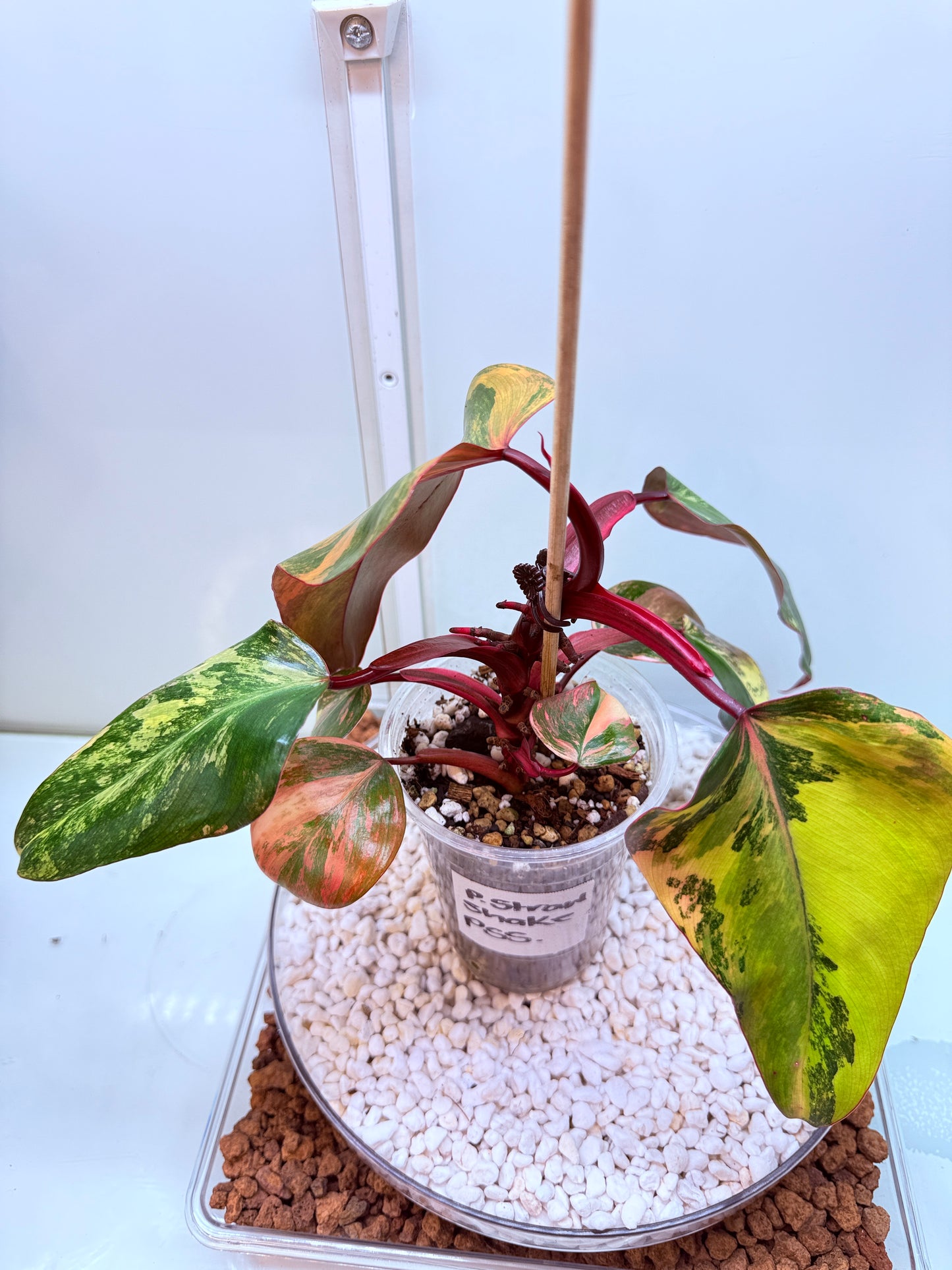 Philodendron Strawberry Shake - PSS
