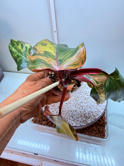 Philodendron Strawberry Shake - PSS