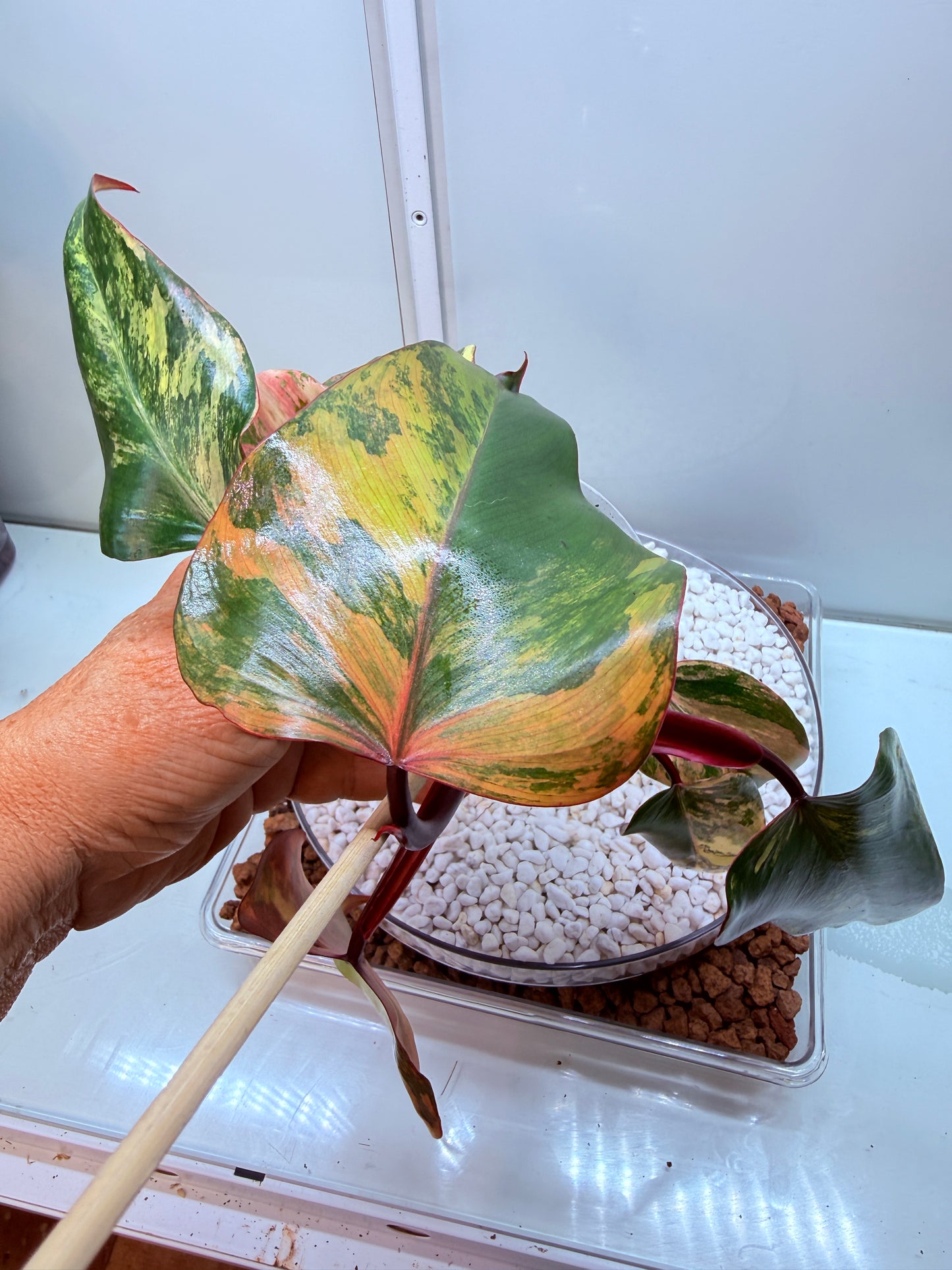 Philodendron Strawberry Shake - PSS