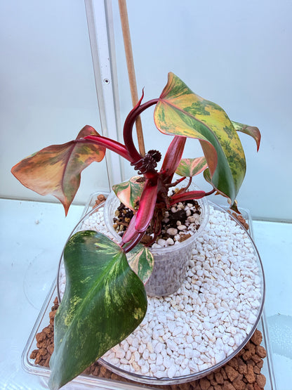 Philodendron Strawberry Shake - PSS