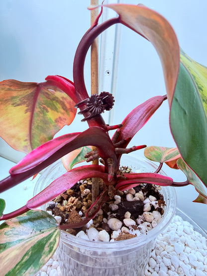 Philodendron Strawberry Shake - PSS