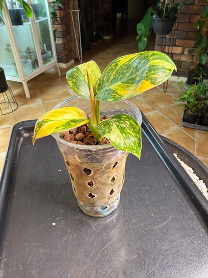 Philodendron Green Congo Nuclear - PGNC 1