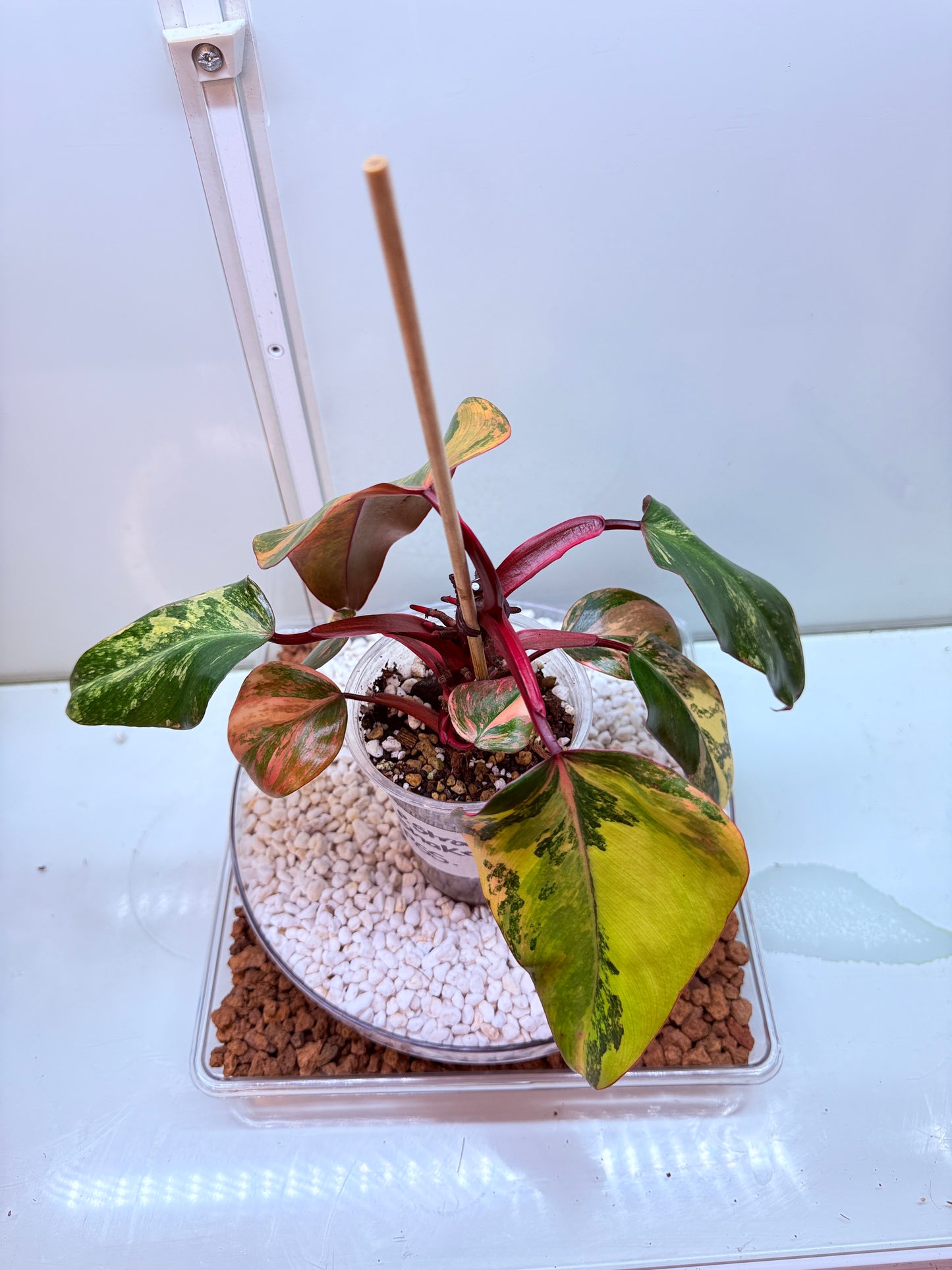Philodendron Strawberry Shake - PSS