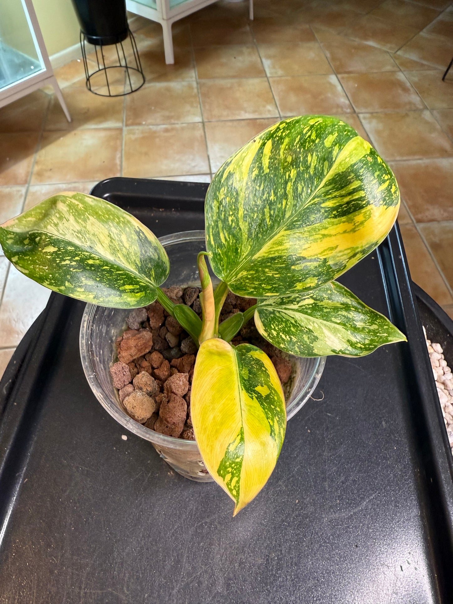 Philodendron Green Congo Nuclear - PGNC 1