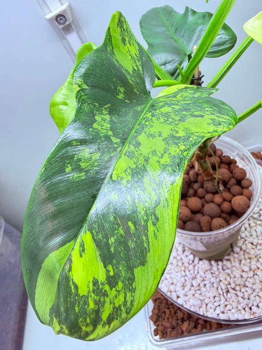 Philodendron Bipenfolium Variegated - PB 1 - non tc