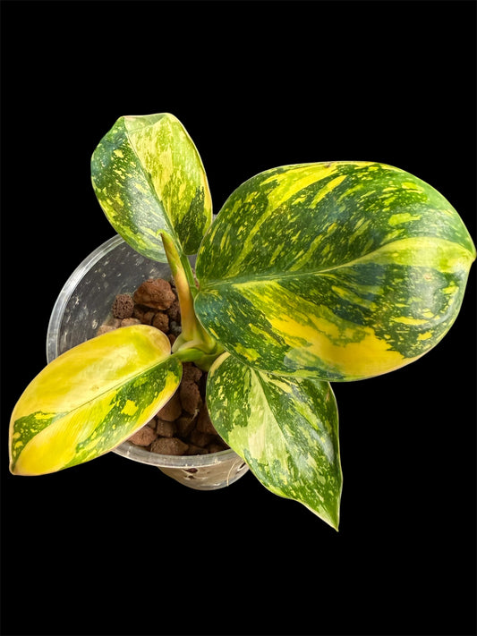 Philodendron Green Congo Nuclear - PGNC 1