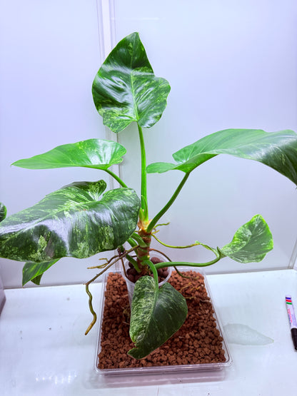 Philodendron Giganteum Blizzard - PB1 Non tc XL