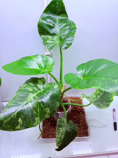 Philodendron Giganteum Blizzard - PB1 Non tc XL