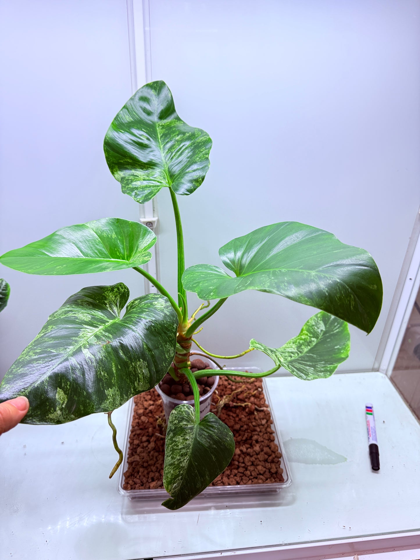 Philodendron Giganteum Blizzard - PB1 Non tc XL