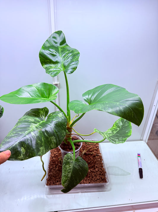 Philodendron Giganteum Blizzard - PB1 Non tc XL