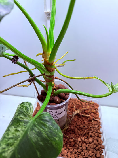 Philodendron Giganteum Blizzard - PB1 Non tc XL