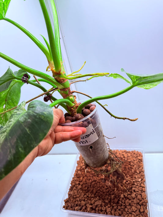 Philodendron Giganteum Blizzard - PB1 Non tc XL