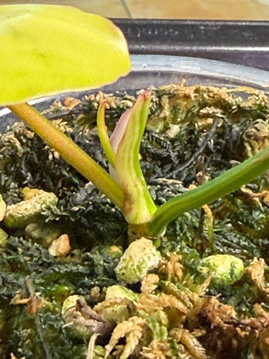 Philodendron Hybrid - Florida Beauty x Parasio Verde