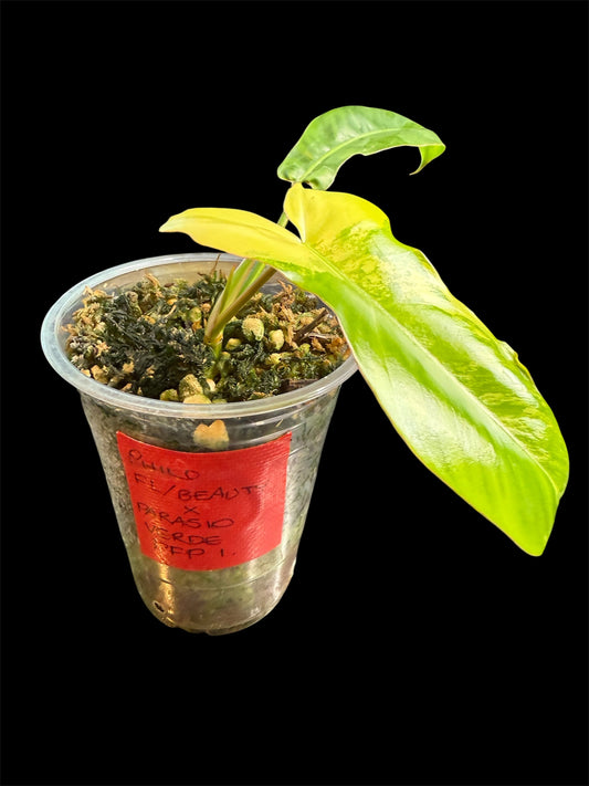 Philodendron Hybrid - Florida Beauty x Parasio Verde