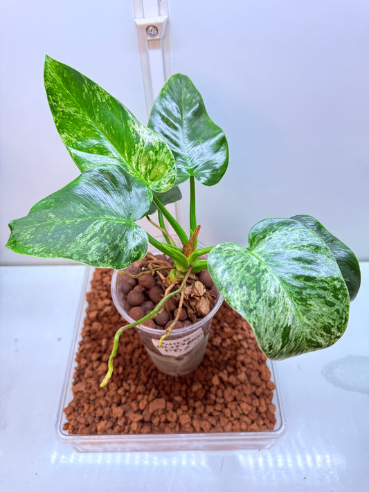 Philodendron Giganteum Blizzard non tc - PB2