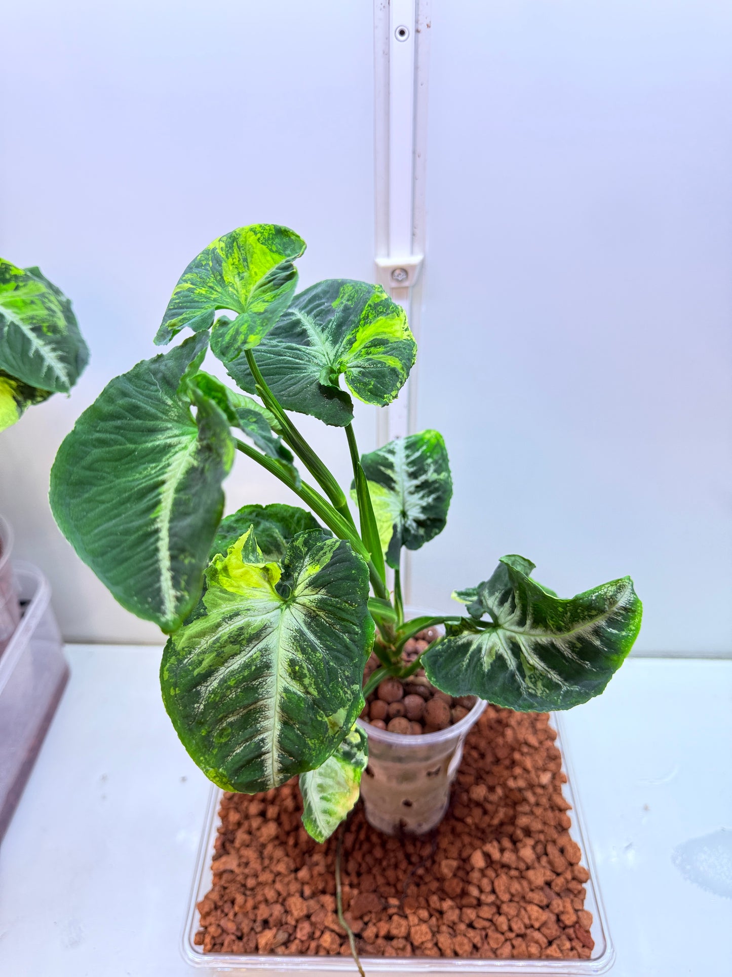 Syngonium Scrambled Eggs - S5