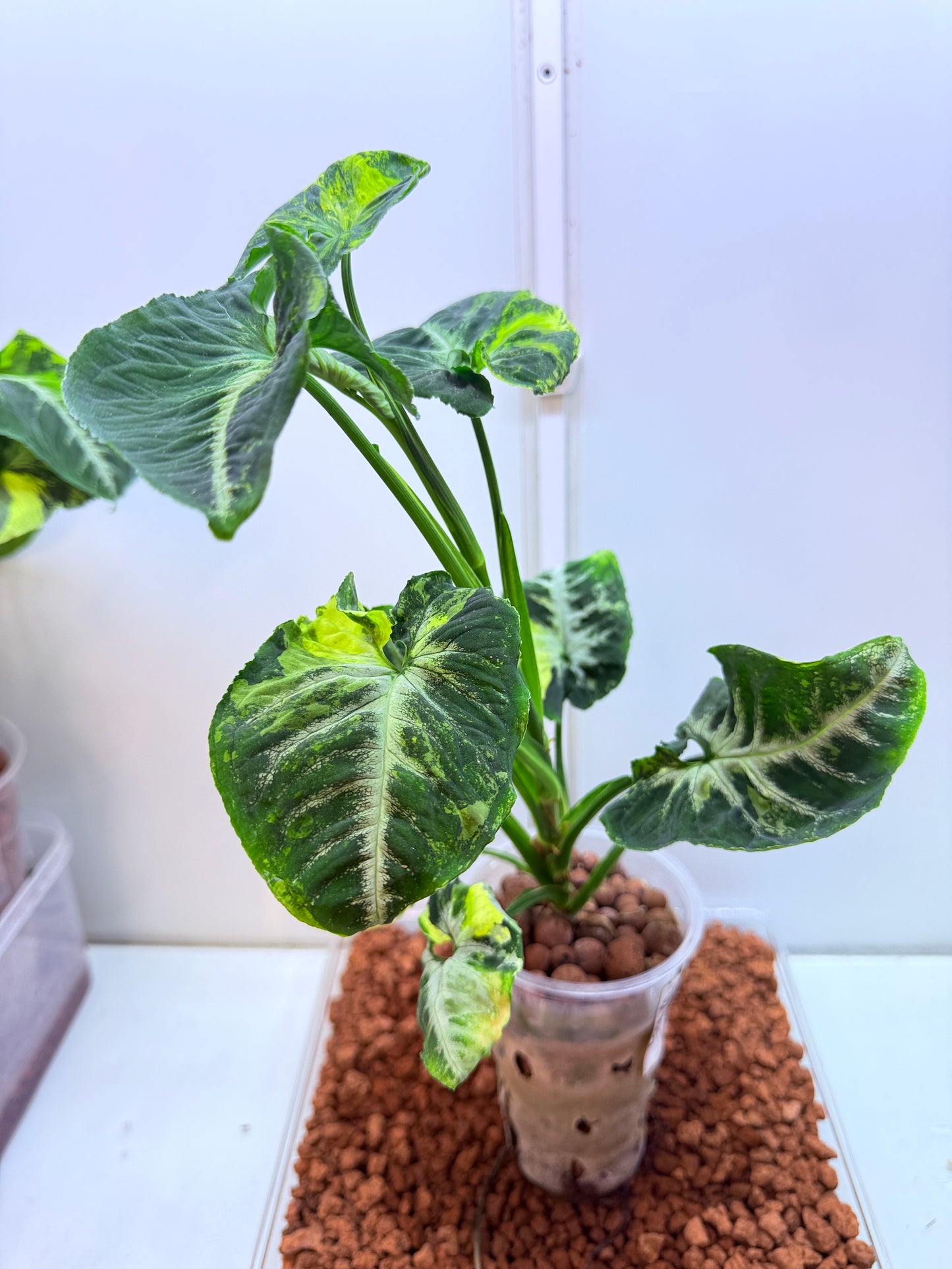 Syngonium Scrambled Eggs - S5