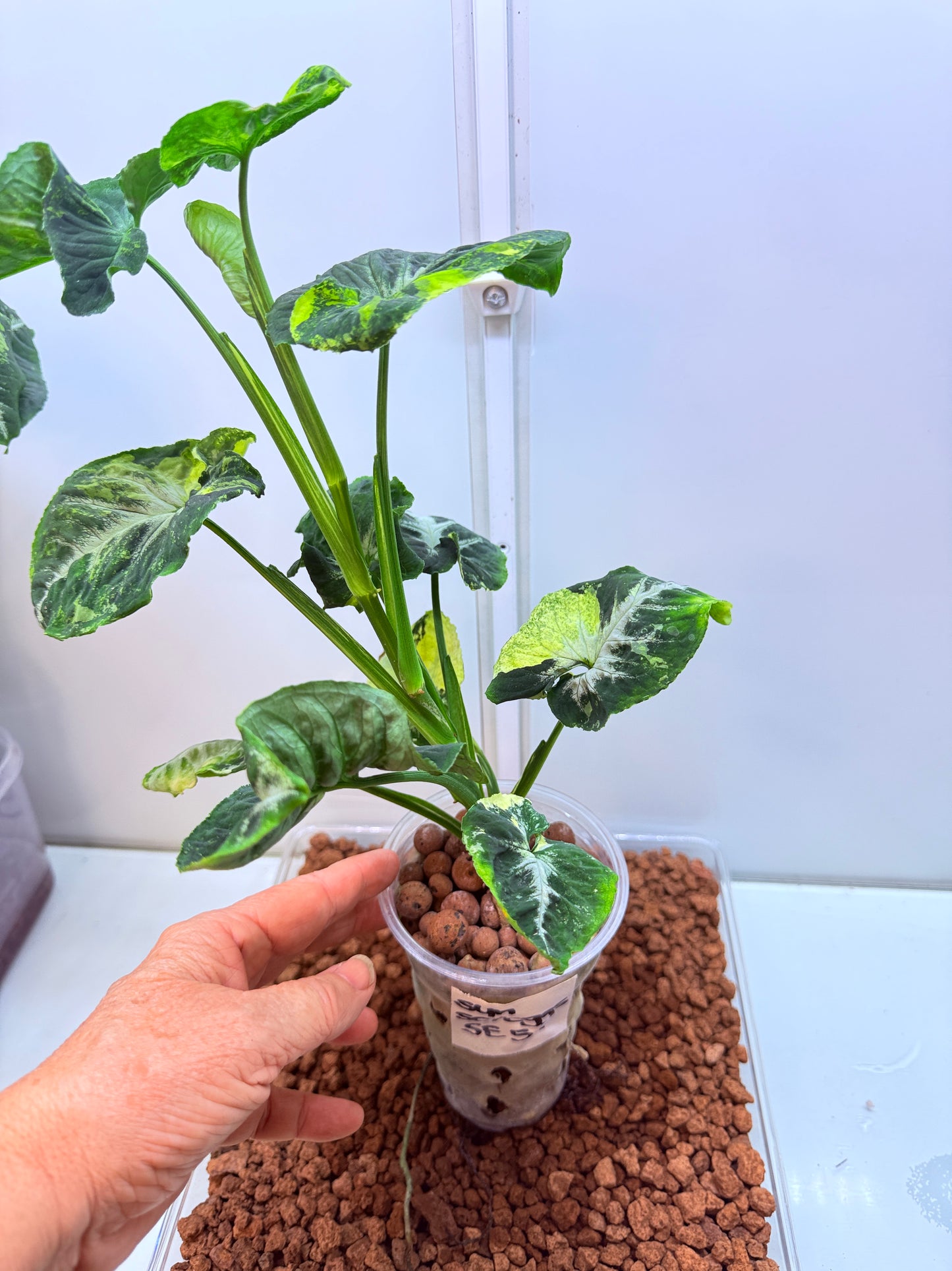 Syngonium Scrambled Eggs - S5