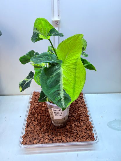 Syngonium Scrambled Eggs - S7 Double planted