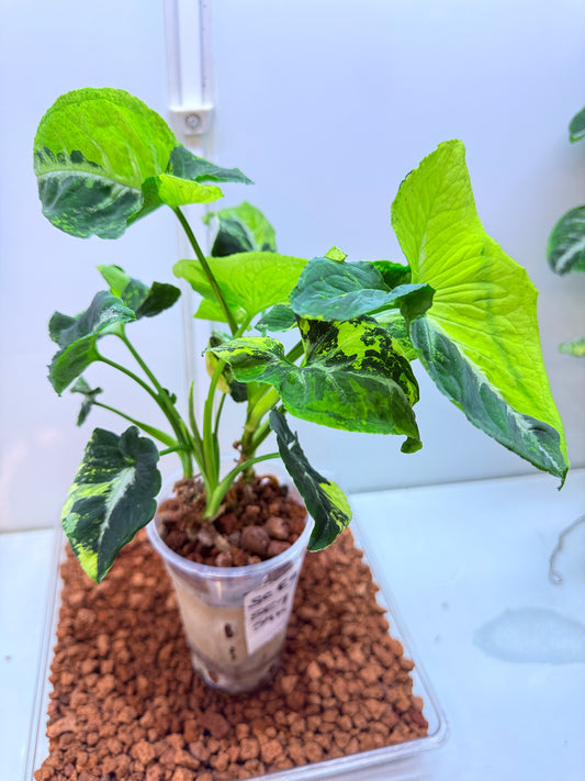 Syngonium Scrambled Eggs - S7 Double planted
