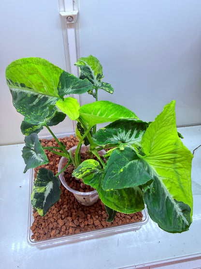 Syngonium Scrambled Eggs - S7 Double planted