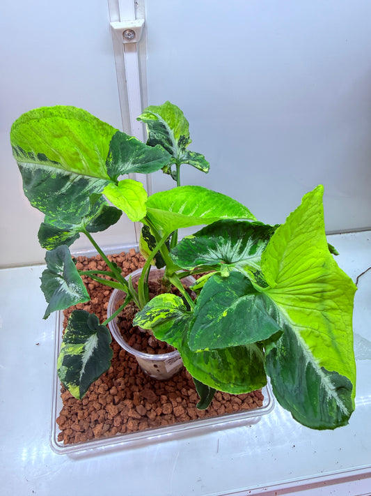 Syngonium Scrambled Eggs - S7 Double planted