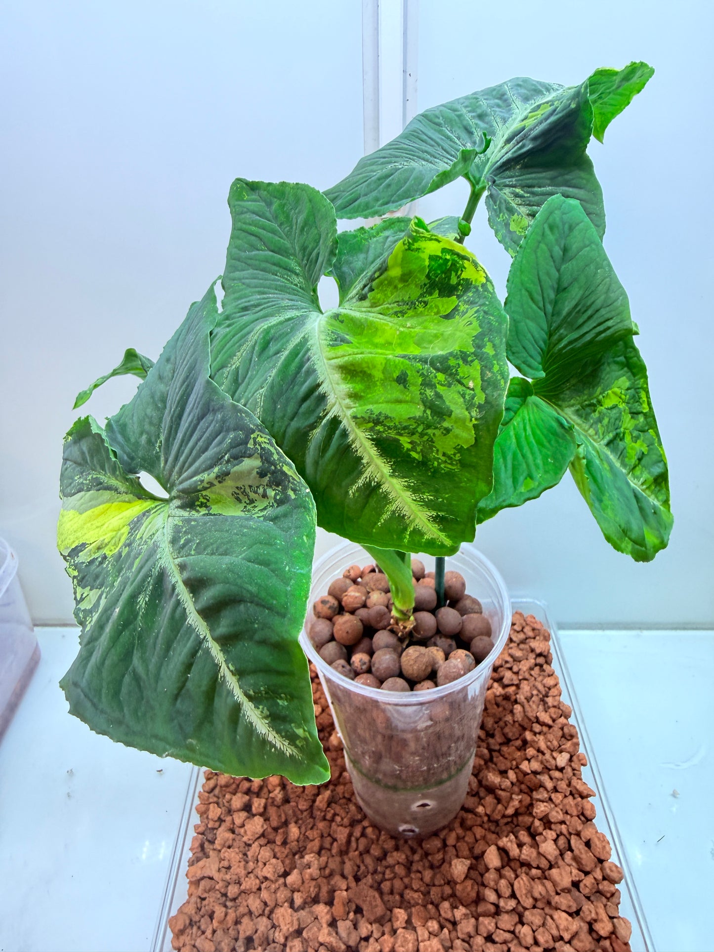Syngonium Scrambled Eggs - S8