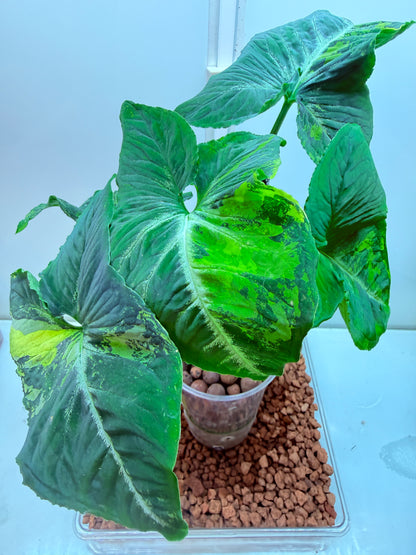 Syngonium Scrambled Eggs - S8
