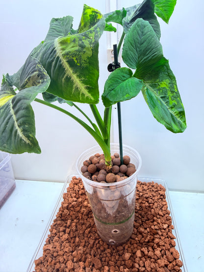 Syngonium Scrambled Eggs - S8