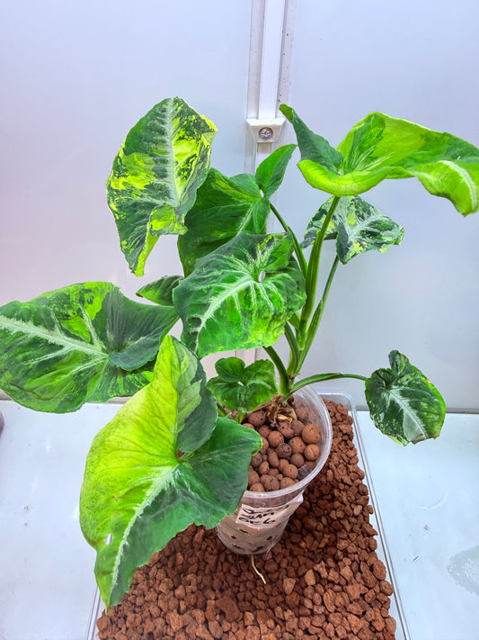 Syngonium Scrambled Eggs - S6 Double Planted