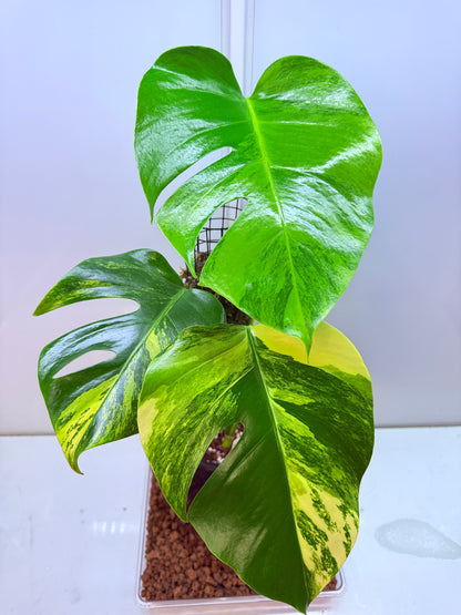 Monstera Aurea - MA1
