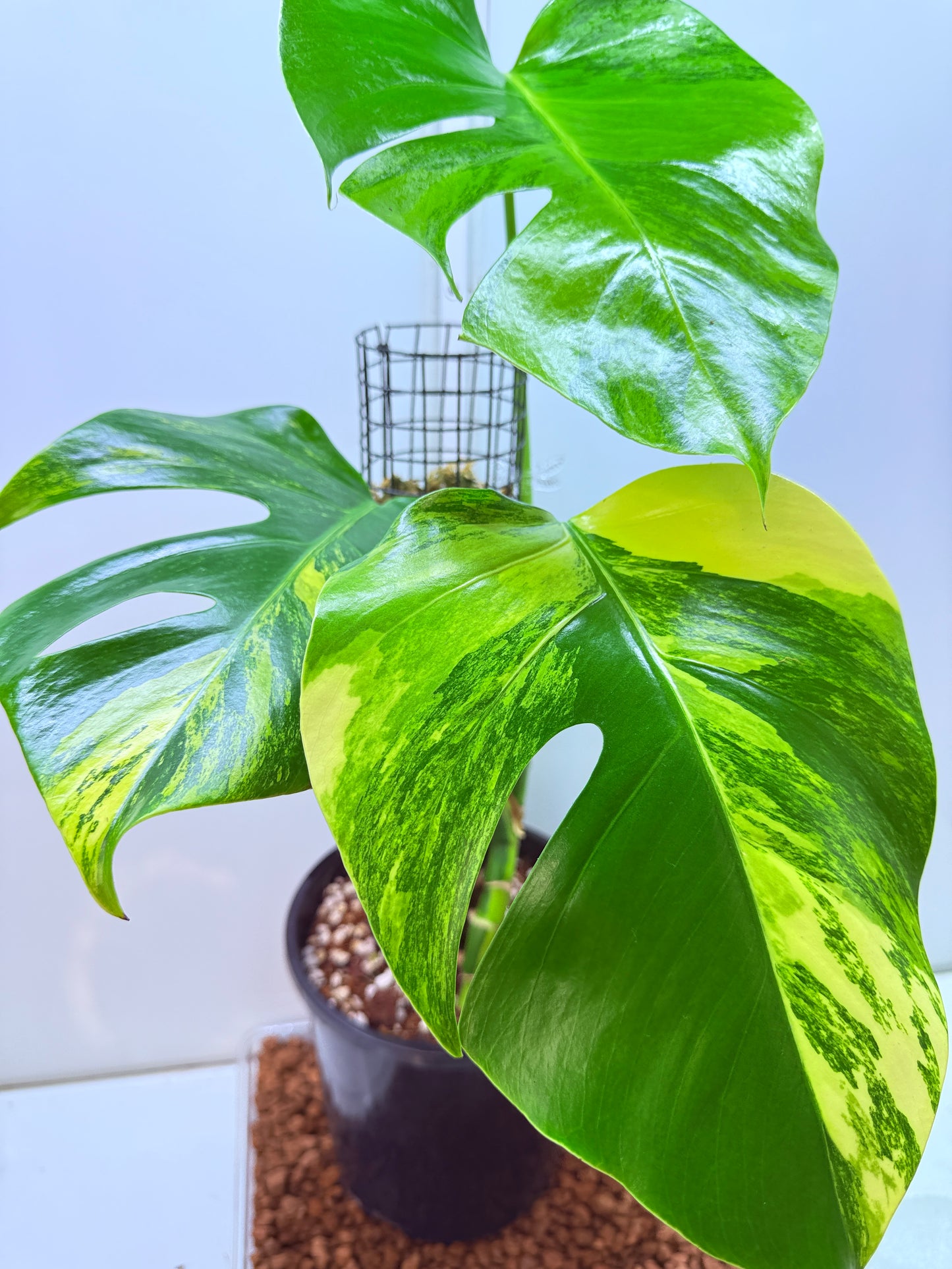 Monstera Aurea - MA1